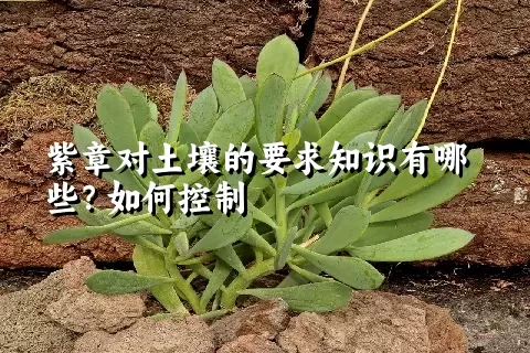 紫章对土壤的要求知识有哪些？如何控制