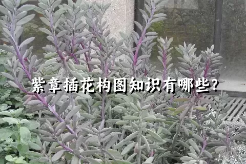 紫章插花构图知识有哪些？