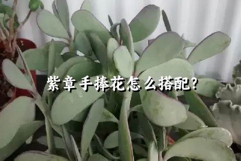 紫章手捧花怎么搭配？