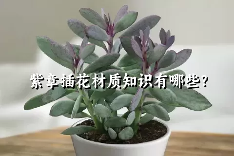 紫章插花材质知识有哪些？