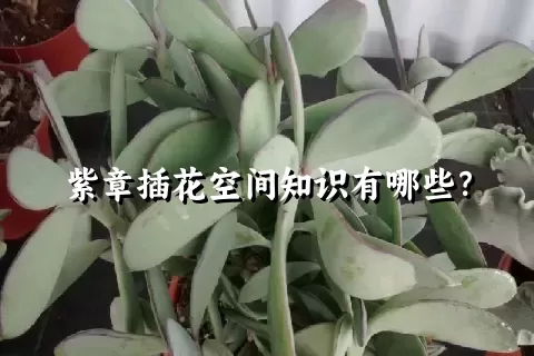 紫章插花空间知识有哪些？