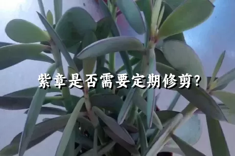 紫章是否需要定期修剪？