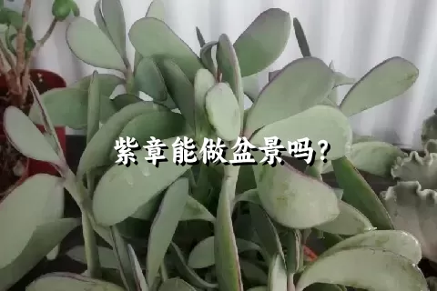 紫章能做盆景吗？