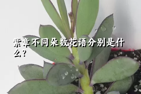 紫章不同朵数花语分别是什么？