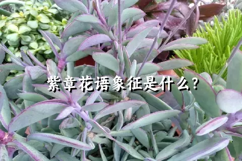 紫章花语象征是什么？