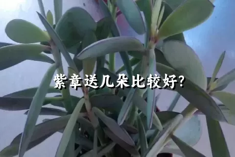 紫章送几朵比较好？