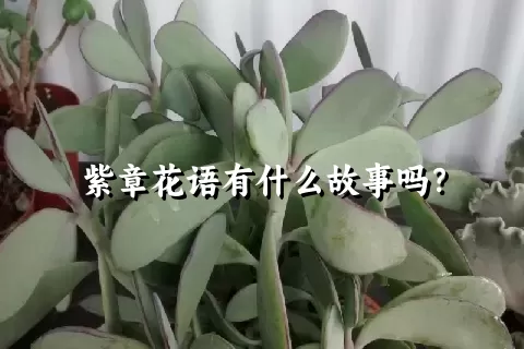 紫章花语有什么故事吗？