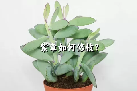 紫章如何修枝？