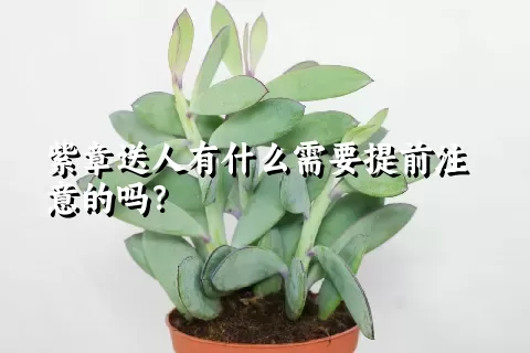 紫章送人有什么需要提前注意的吗？