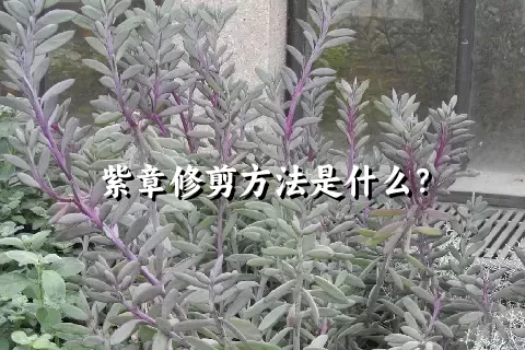 紫章修剪方法是什么？