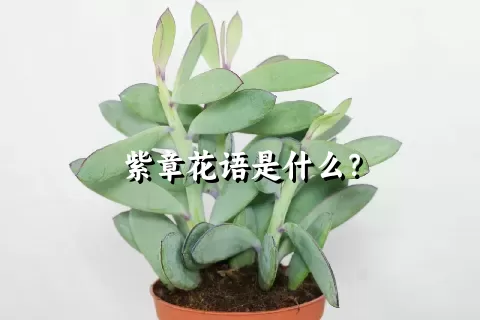 紫章花语是什么？