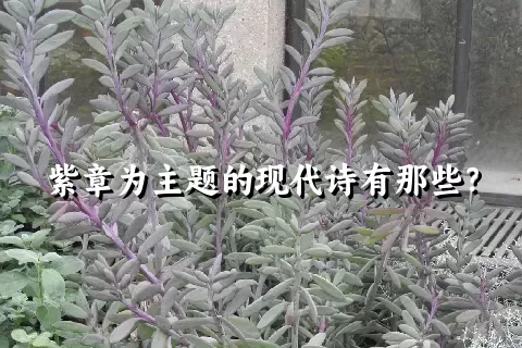 紫章为主题的现代诗有那些？