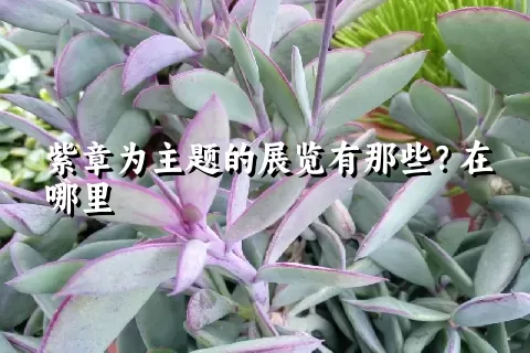 紫章为主题的展览有那些？在哪里