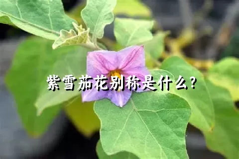 紫雪茄花别称是什么？