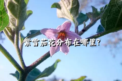 紫雪茄花分布在哪里?