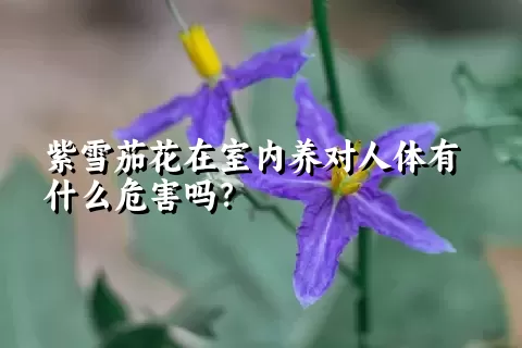 紫雪茄花在室内养对人体有什么危害吗？