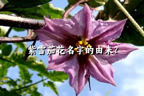 紫雪茄花名字的由来？