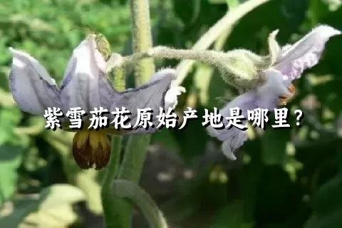 紫雪茄花原始产地是哪里？