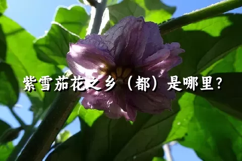 紫雪茄花之乡（都）是哪里？