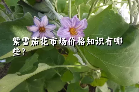 紫雪茄花市场价格知识有哪些？