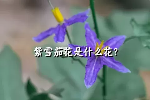 紫雪茄花是什么花？