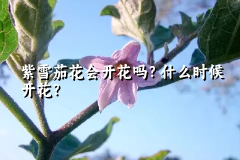 紫雪茄花会开花吗？什么时候开花？