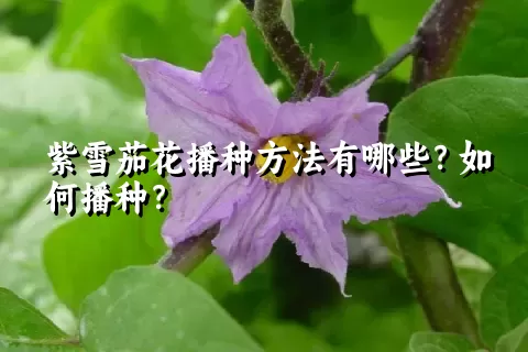 紫雪茄花播种方法有哪些？如何播种？