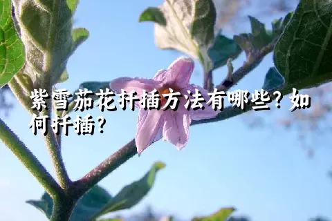 紫雪茄花扦插方法有哪些？如何扦插？