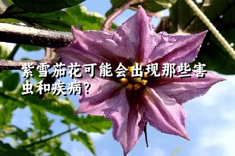 紫雪茄花可能会出现那些害虫和疾病？