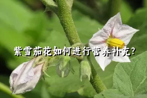 紫雪茄花如何进行营养补充？