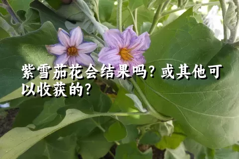 紫雪茄花会结果吗？或其他可以收获的？