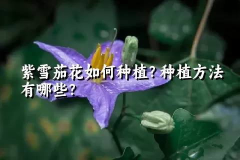 紫雪茄花如何种植？种植方法有哪些？