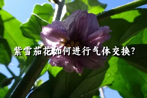 紫雪茄花如何进行气体交换？