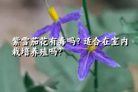 紫雪茄花有毒吗？适合在室内栽培养殖吗？