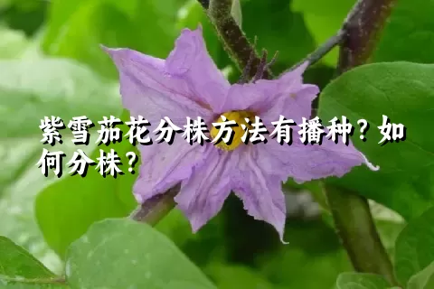 紫雪茄花分株方法有播种？如何分株？