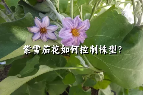 紫雪茄花如何控制株型？