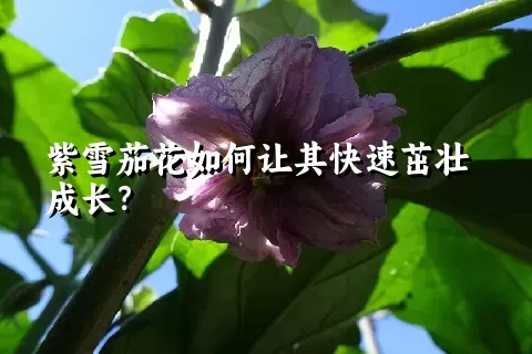 紫雪茄花如何让其快速茁壮成长？