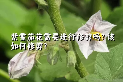 紫雪茄花需要进行修剪吗？该如何修剪？