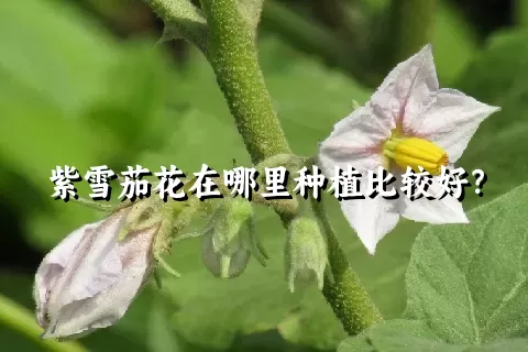 紫雪茄花在哪里种植比较好？