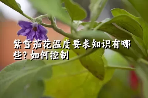 紫雪茄花温度要求知识有哪些？如何控制