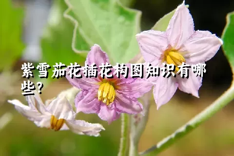 紫雪茄花插花构图知识有哪些？