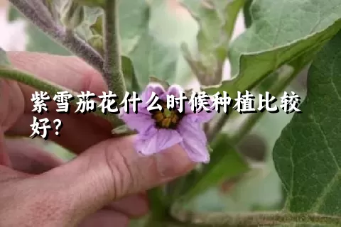 紫雪茄花什么时候种植比较好？