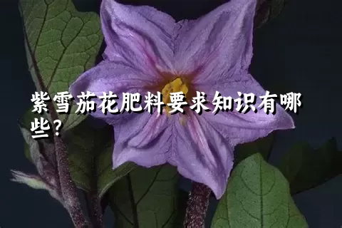 紫雪茄花肥料要求知识有哪些？