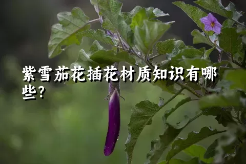 紫雪茄花插花材质知识有哪些？