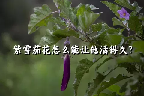 紫雪茄花怎么能让他活得久？