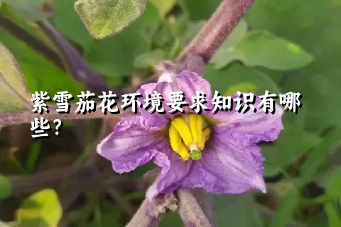 紫雪茄花环境要求知识有哪些？