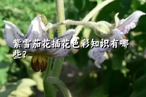 紫雪茄花插花色彩知识有哪些？