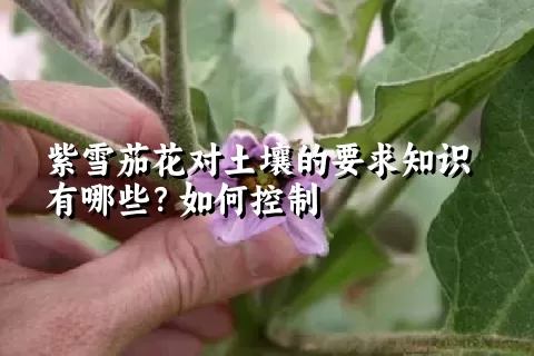 紫雪茄花对土壤的要求知识有哪些？如何控制