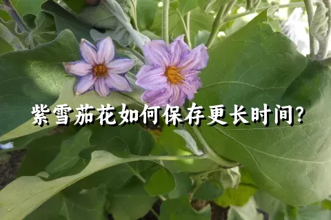 紫雪茄花如何保存更长时间？