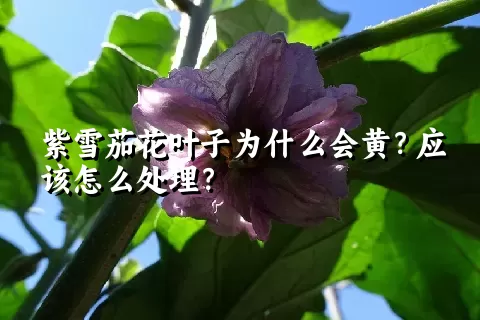 紫雪茄花叶子为什么会黄？应该怎么处理？